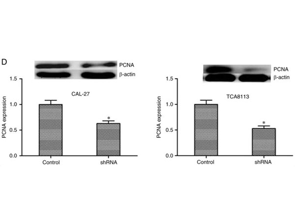 Western Blot results using Goat Anti-Mouse IgG Fc